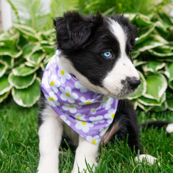 FlowerBandana