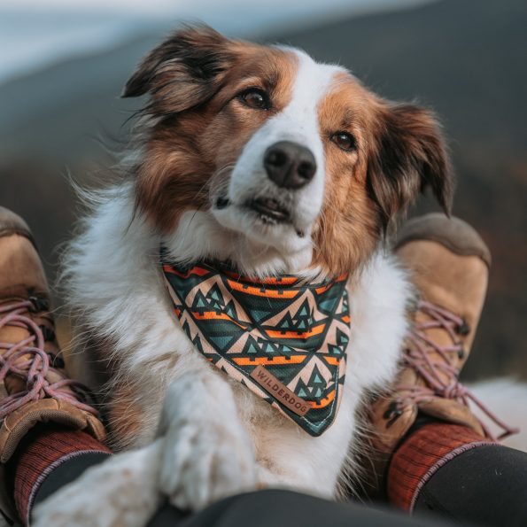 wilderdog-09